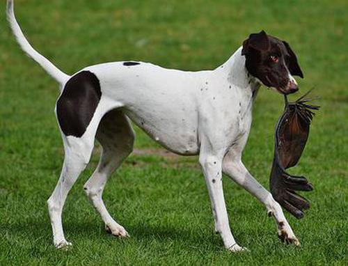 摇钱树千牛下载